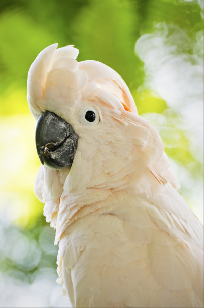 鲑鱼冠凤头鹦鹉图片下载