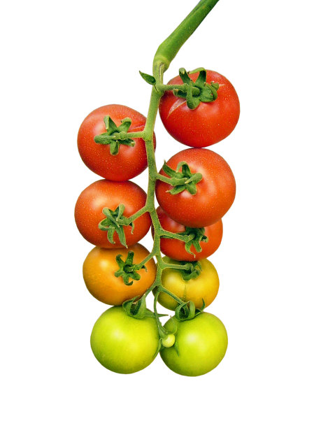 樱桃番茄图片下载