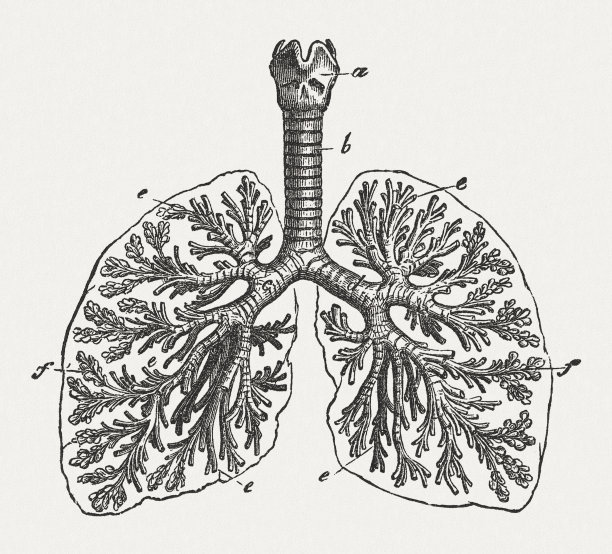 《人类的呼吸系统》，发表于1884年图片下载