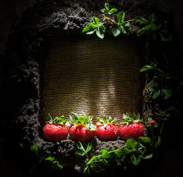 草莓的肖像图片下载