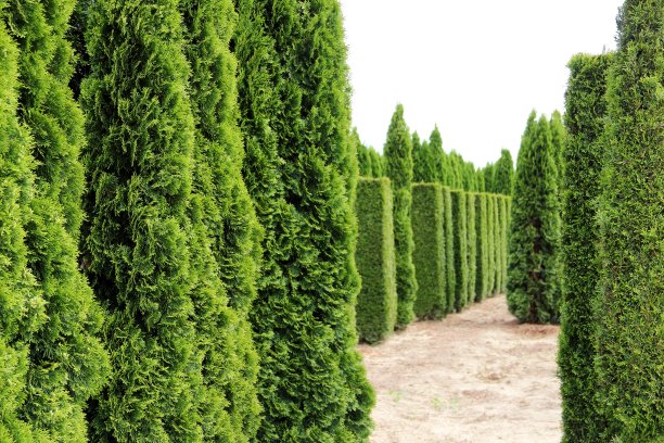 图贾普兰特图片下载