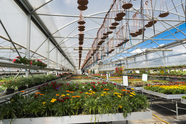 温室里的花朵图片下载