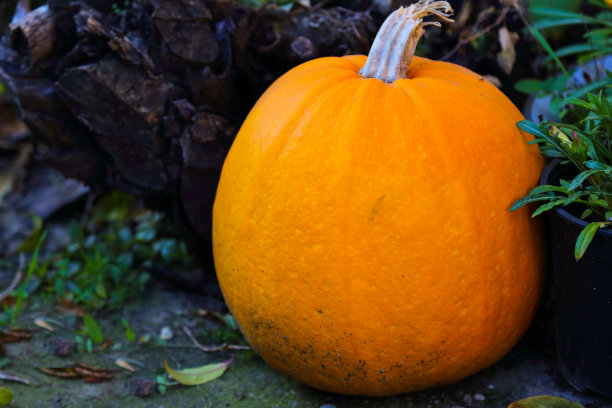 老圆木前的南瓜和几片树叶。图片下载