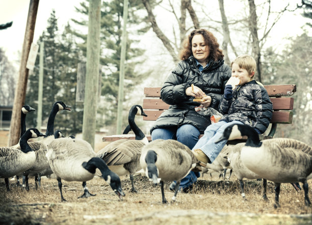 鸟喂食图片下载