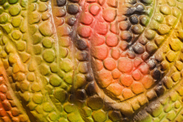 恐龙的皮肤图片下载