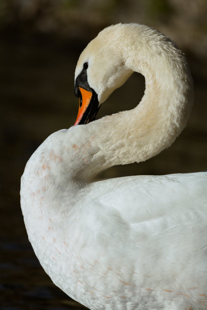 天鹅蜷缩图片下载