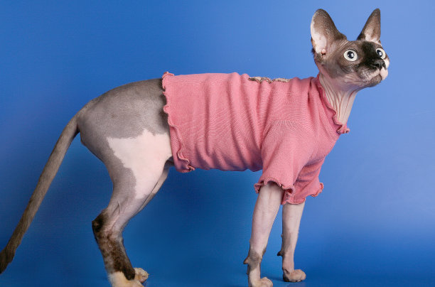 加拿大斯芬克斯，全身，无毛猫在粉红色开衫图片下载
