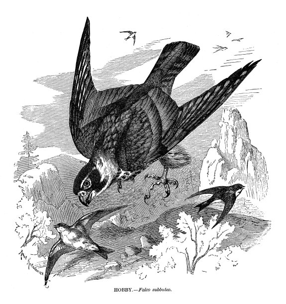 爱好猎鹰图片下载