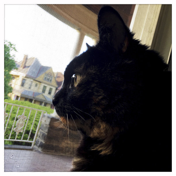 看窗外的猫图片下载