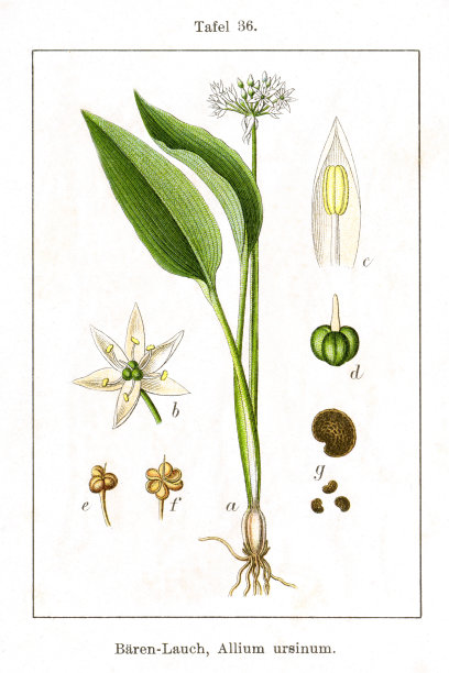 古董花卉插图:拉姆森或野生大蒜(葱)图片下载