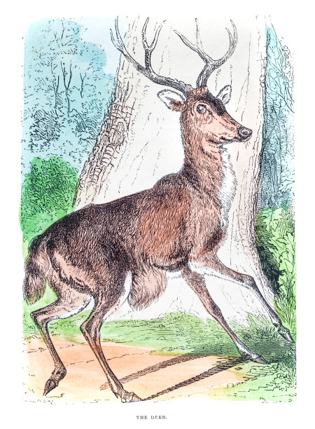 鹿雕刻图片下载