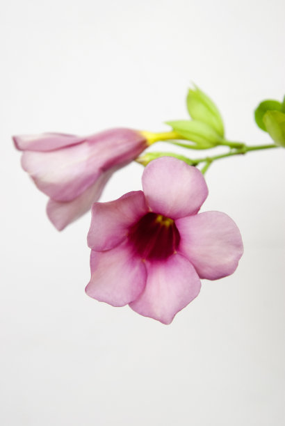 月桂钟藤，蓝色喇叭藤花，草药泰国图片下载