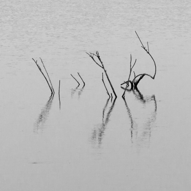 在池塘里种植图片下载