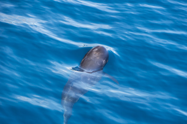 海豚图片下载