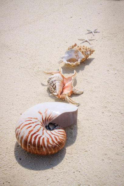 海滩上的对角海贝壳图片下载