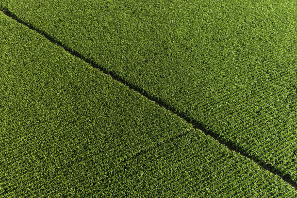 健康绿色玉米玉米芯作物绿色田野农业背景图片下载