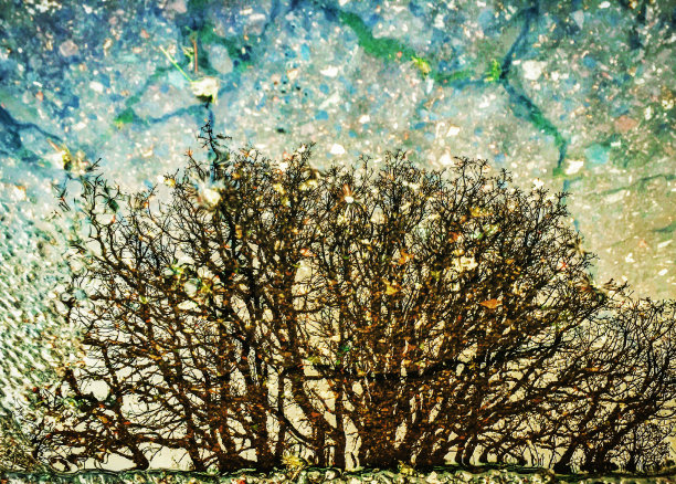 树在水坑里的倒影图片下载