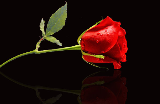 黑色背景上的红玫瑰图片下载