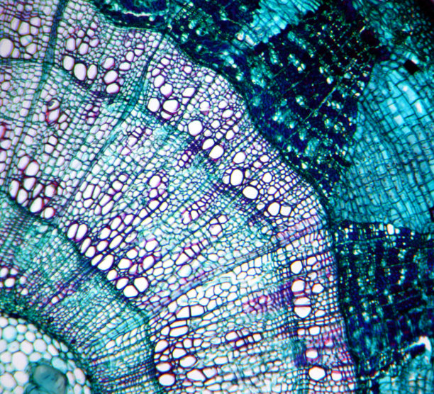 Tila茎显微照片图片下载