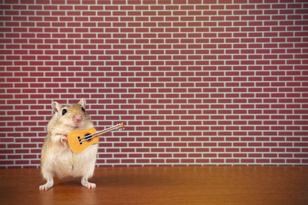 啮齿动物明星素材图片