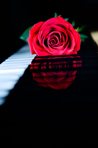 钢琴琴键上的玫瑰倒影图片下载