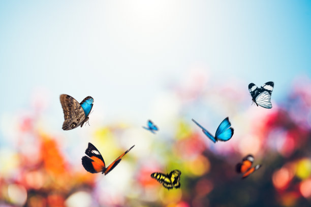 蝴蝶照片素材ID：149183638