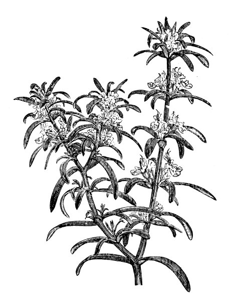 迷迭香的古董插画图片下载