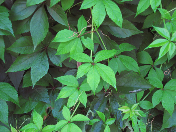 五叶地锦图片下载