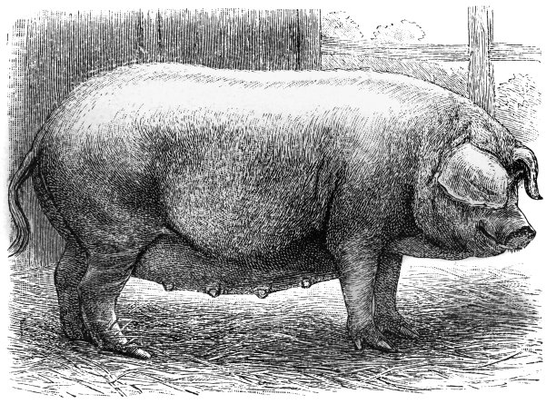 威斯特伐利亚的猪图片下载