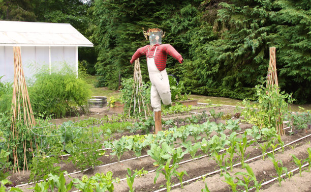 菜园里不寻常的稻草人图片下载