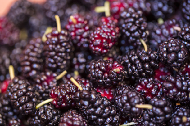 新鲜浆果图片下载