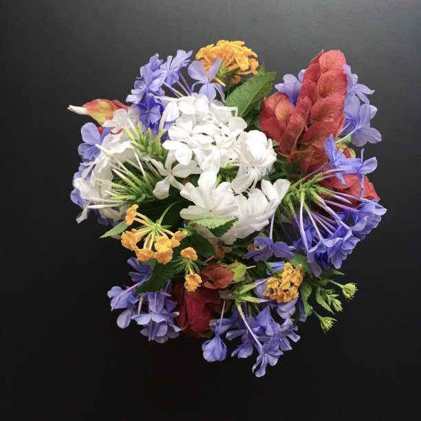 束鲜花图片下载