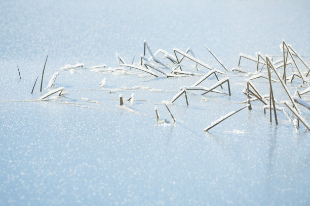 冻僵的草从结冰的湖里伸出来。图片下载