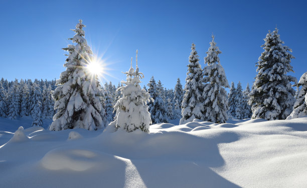 阳光照耀的冬季景观，云杉森林覆盖的雪图片下载