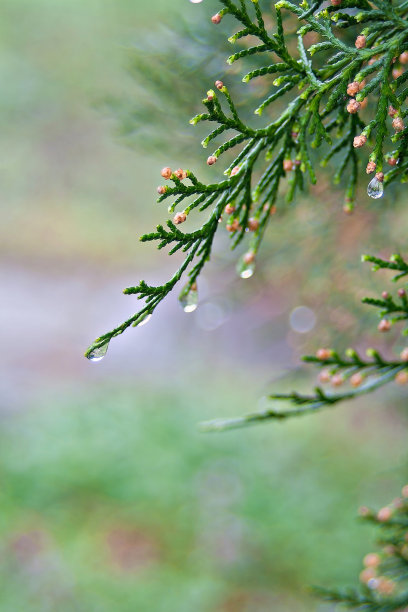 海柏树，雨天地中海柏树图片下载