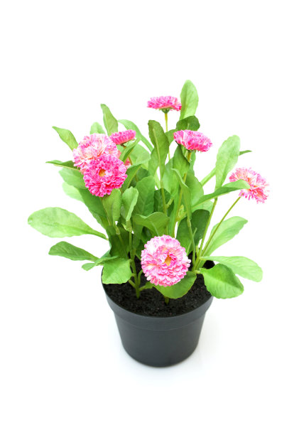 盆中的花孤立在白色的背景上图片下载