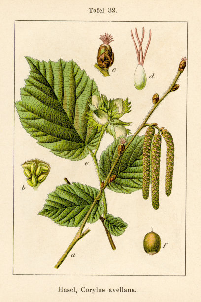 古玩花卉插图:榛子(Corylus avellana)图片下载