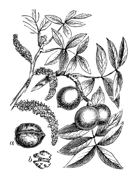 核桃(波斯胡桃)仿古插画图片下载