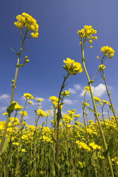 油菜图片下载