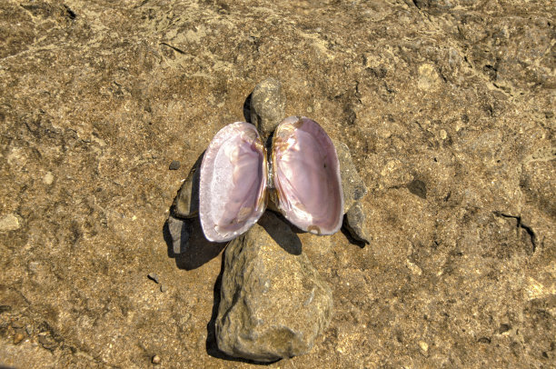 金色的天使图片下载