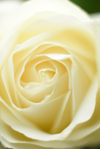 白玫瑰图片下载