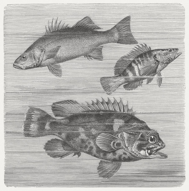 鳍刺类鱼图片下载