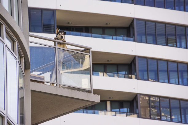 城市的狗图片下载