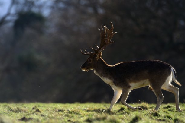 小鹿(哒哒)在奔跑图片下载
