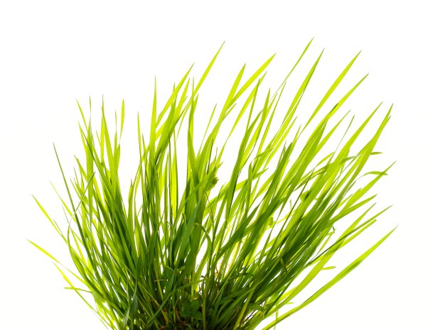 在白草图片下载