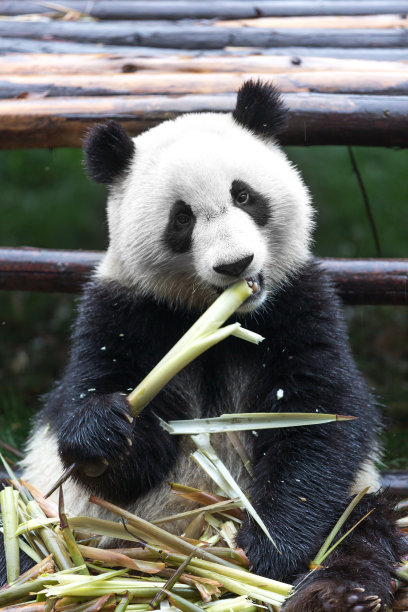 大熊猫吃竹子图片下载