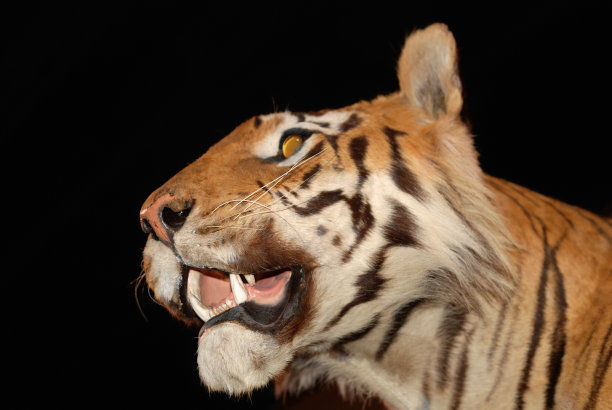 装裱毛绒老虎狩猎奖杯图片下载