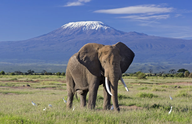大象和乞力马扎罗图片下载