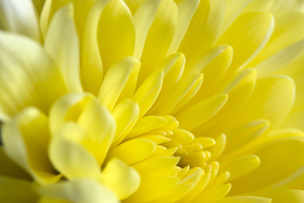 黄色素材图片素材ID：149253784