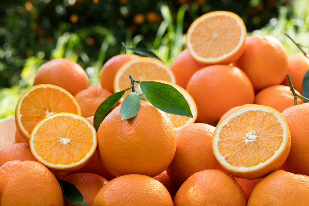 橙色的花园图片下载